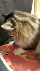 湯川裕子ブリーダーからお迎えしたノルウェージャンフォレストキャット：リアンくん