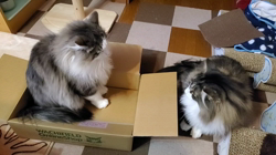 湯川裕子ブリーダーからお迎えしたノルウェージャンフォレストキャット：リアンくん