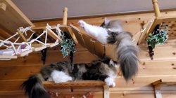 湯川裕子ブリーダーからお迎えしたノルウェージャンフォレストキャット：マロくん