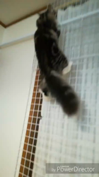 湯川裕子ブリーダーからお迎えしたノルウェージャンフォレストキャット：リアンくん