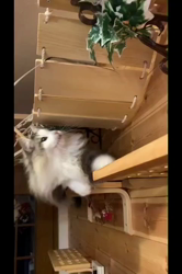 湯川裕子ブリーダーからお迎えしたノルウェージャンフォレストキャット：マロくん