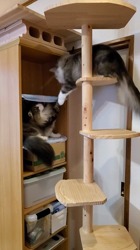 湯川裕子ブリーダーからお迎えしたノルウェージャンフォレストキャット：マロくん