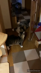 黒田千賀子ブリーダーからお迎えしたノルウェージャンフォレストキャット：ルカくん