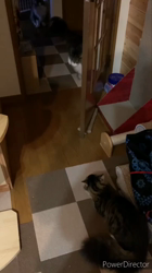 黒田千賀子ブリーダーからお迎えしたノルウェージャンフォレストキャット：ルカくん