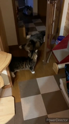 黒田千賀子ブリーダーからお迎えしたノルウェージャンフォレストキャット：ルカくん