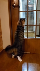 黒田千賀子ブリーダーからお迎えしたノルウェージャンフォレストキャット：ルカくん