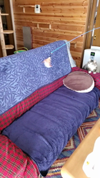 黒田千賀子ブリーダーからお迎えしたノルウェージャンフォレストキャット：ルカくん