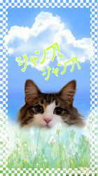 黒田千賀子ブリーダーからお迎えしたノルウェージャンフォレストキャット：ルカくん