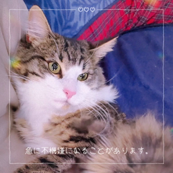 黒田千賀子ブリーダーからお迎えしたノルウェージャンフォレストキャット：ルカくん