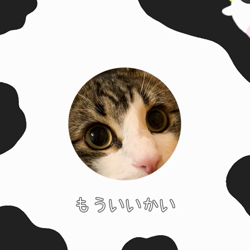 黒田千賀子ブリーダーからお迎えしたノルウェージャンフォレストキャット：ルカくん