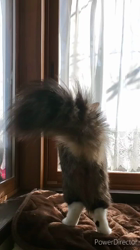 黒田千賀子ブリーダーからお迎えしたノルウェージャンフォレストキャット：ルカくん