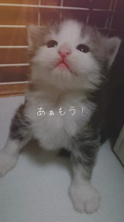 湯川裕子ブリーダーからお迎えしたノルウェージャンフォレストキャット：マロくん