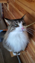 黒田千賀子ブリーダーからお迎えしたノルウェージャンフォレストキャット：ルカくん