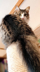 黒田千賀子ブリーダーからお迎えしたノルウェージャンフォレストキャット：ルカくん