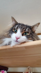 湯川裕子ブリーダーからお迎えしたノルウェージャンフォレストキャット：リアンくん