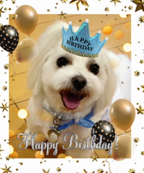 黒田千賀子ブリーダーからお迎えしたノルウェージャンフォレストキャット：ルカくん