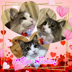 湯川裕子ブリーダーからお迎えしたノルウェージャンフォレストキャット：マロくん