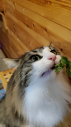 黒田千賀子ブリーダーからお迎えしたノルウェージャンフォレストキャット：ルカくん