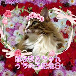 黒田千賀子ブリーダーからお迎えしたノルウェージャンフォレストキャット：ルカくん