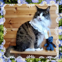 黒田千賀子ブリーダーからお迎えしたノルウェージャンフォレストキャット：ルカくん