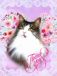 黒田千賀子ブリーダーからお迎えしたノルウェージャンフォレストキャット：ルカくん