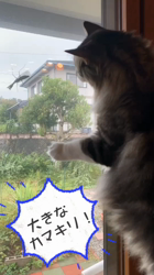 湯川裕子ブリーダーからお迎えしたノルウェージャンフォレストキャット：リアンくん