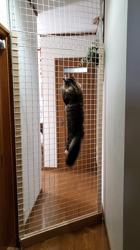 黒田千賀子ブリーダーからお迎えしたノルウェージャンフォレストキャット：ルカくん