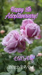 黒田千賀子ブリーダーからお迎えしたノルウェージャンフォレストキャット：ルカくん