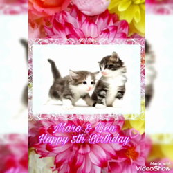 湯川裕子ブリーダーからお迎えしたノルウェージャンフォレストキャット：リアンくん