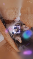 黒田千賀子ブリーダーからお迎えしたノルウェージャンフォレストキャット：ルカくん