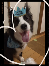 黒田千賀子ブリーダーからお迎えしたノルウェージャンフォレストキャット：ルカくん