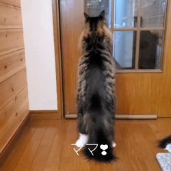 黒田千賀子ブリーダーからお迎えしたノルウェージャンフォレストキャット：ルカくん