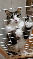 黒田千賀子ブリーダーからお迎えしたノルウェージャンフォレストキャット：ルカくん