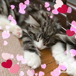 湯川裕子ブリーダーからお迎えしたノルウェージャンフォレストキャット：マロくん