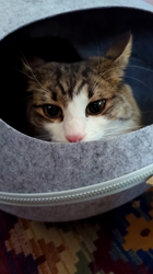 黒田千賀子ブリーダーからお迎えしたノルウェージャンフォレストキャット：ルカくん