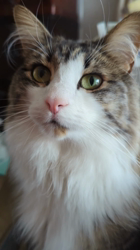 黒田千賀子ブリーダーからお迎えしたノルウェージャンフォレストキャット：ルカくん