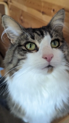 黒田千賀子ブリーダーからお迎えしたノルウェージャンフォレストキャット：ルカくん