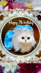 黒田千賀子ブリーダーからお迎えしたノルウェージャンフォレストキャット：ルカくん