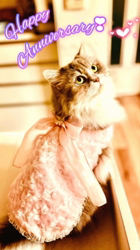 黒田千賀子ブリーダーからお迎えしたノルウェージャンフォレストキャット：ルカくん