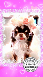 黒田千賀子ブリーダーからお迎えしたノルウェージャンフォレストキャット：ルカくん