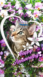 黒田千賀子ブリーダーからお迎えしたノルウェージャンフォレストキャット：ルカくん