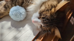 黒田千賀子ブリーダーからお迎えしたノルウェージャンフォレストキャット：ルカくん