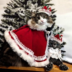 湯川裕子ブリーダーからお迎えしたノルウェージャンフォレストキャット：リアンくん