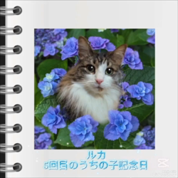 黒田千賀子ブリーダーからお迎えしたノルウェージャンフォレストキャット：ルカくん
