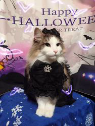 湯川裕子ブリーダーからお迎えしたノルウェージャンフォレストキャット：マロくん