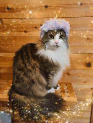 黒田千賀子ブリーダーからお迎えしたノルウェージャンフォレストキャット：ルカくん