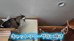 湯川裕子ブリーダーからお迎えしたノルウェージャンフォレストキャット：リアンくん