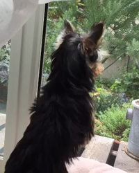 小島完ブリーダーからお迎えしたヨークシャーテリア：はなちゃん