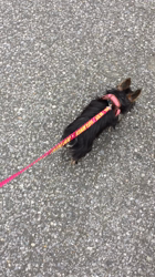 小島完ブリーダーからお迎えしたヨークシャーテリア：はなちゃん