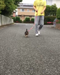 小島完ブリーダーからお迎えしたヨークシャーテリア：はなちゃん